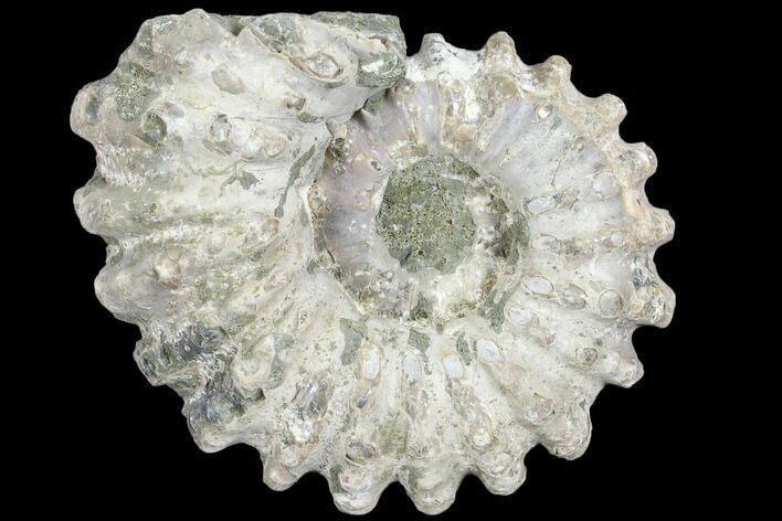 Bumpy Ammonite (Douvilleiceras) Fossil - Madagascar #103052